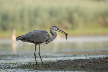 Gri balıkçıl balık suda