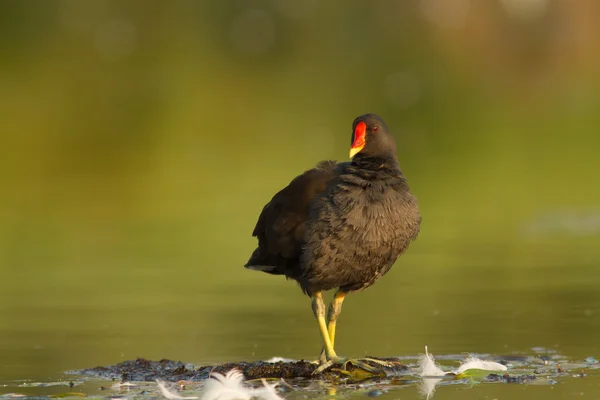 Suda ortak moorhen