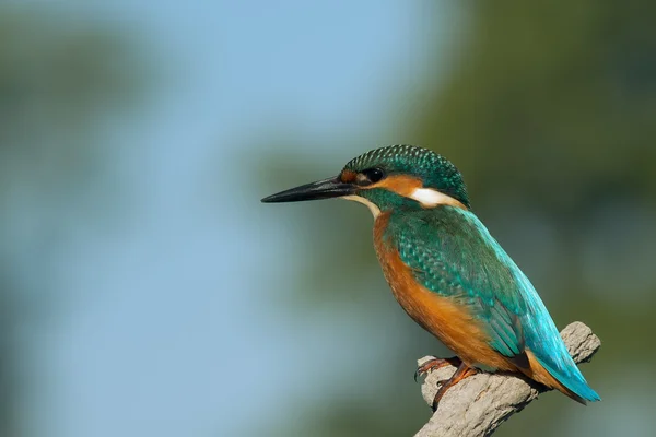 Levrek oturan kingfisher
