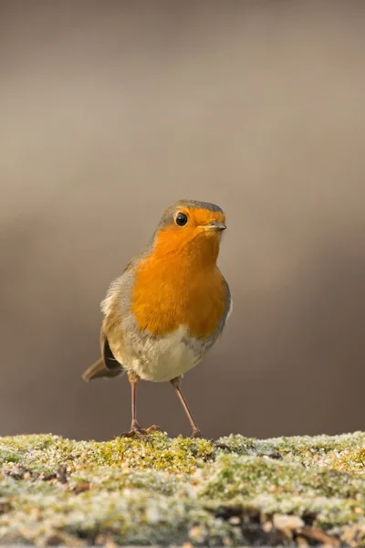 Robin standing on mossy tree — Stock Photo, Image