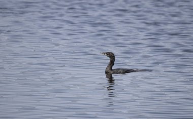 Hindistan, Tamil Nadu 'daki Vedanthangal Kuş Sığınağı' nda küçük bir karabatak bulundu. Duvar kağıdı medyayı doğal vahşi yaşam fotoğrafçılığı ile bastırdı