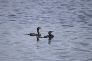 Hindistan, Tamil Nadu 'daki Vedanthangal Kuş Sığınağı' nda küçük bir karabatak bulundu. Duvar kağıdı medyayı doğal vahşi yaşam fotoğrafçılığı ile bastırdı