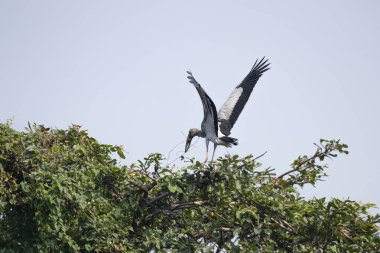 Asya Açık Tasarısı, Hindistan, Tamil Nadu 'daki Vedanthangal Kuş Sığınağı' nda bulundu. Duvar kağıdı medyayı doğal vahşi yaşam fotoğrafçılığı ile bastırdı