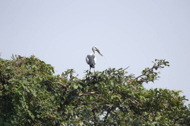 Asya Açık Tasarısı, Hindistan, Tamil Nadu 'daki Vedanthangal Kuş Sığınağı' nda bulundu. Duvar kağıdı medyayı doğal vahşi yaşam fotoğrafçılığı ile bastırdı