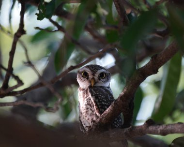 Benekli baykuş Vedanthangal Kuş Sığınağı 'nda izole edilmiş olarak bulundu, Tam.