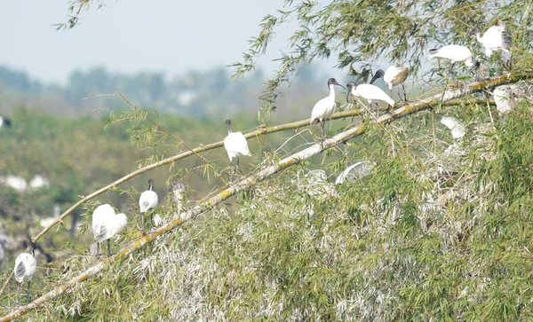 Vedanthangal Kuş Sığınağı 'nda siyah başlı Ibis grubu bulundu.,