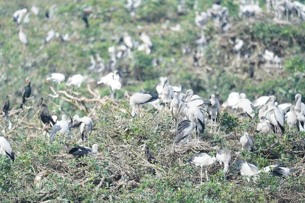 Vedanthangal Kuş Sığınağı 'nda bir grup Asya açılış tasarısı bulundu.