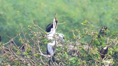 Doğulu Darter (Yılan Kuşu) Vedanthangal Wetland, Tamil Nadu, Hindistan 'da balık ve kurutma kanatları
