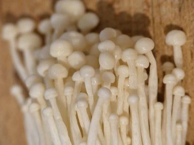 Enoki mantarı - Tipik Japon mutfağı.