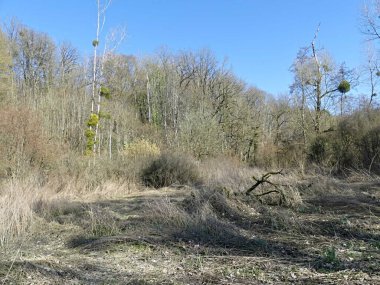 Fransa 'daki Argonne ormanında yürüyüş.