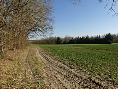 Fransa 'daki Argonne ormanında yürüyüş.