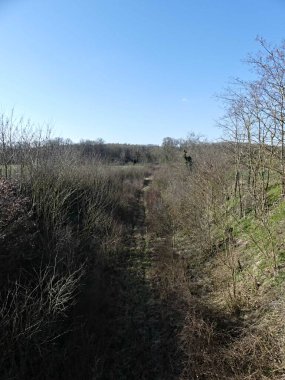 Fransa 'daki Argonne ormanında yürüyüş.