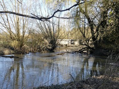Fransa 'daki Argonne ormanında yürüyüş.