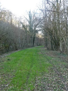 Fransa 'daki Argonne ormanında yürüyüş.
