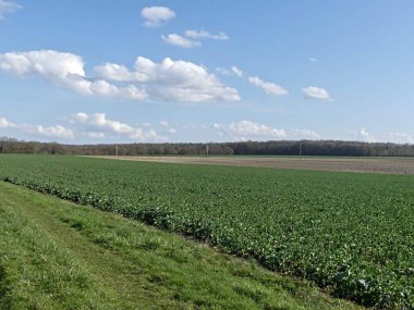 Fransa 'daki Argonne ormanında yürüyüş.