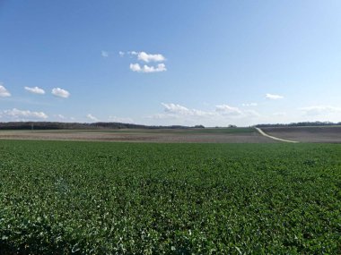 Fransa 'daki Argonne ormanında yürüyüş.