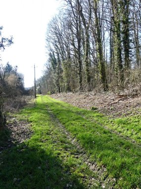 Fransa 'daki Argonne ormanında yürüyüş.