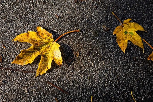 Sonbahar ağaçları, canlı renkler, sonbahar mevsimi..
