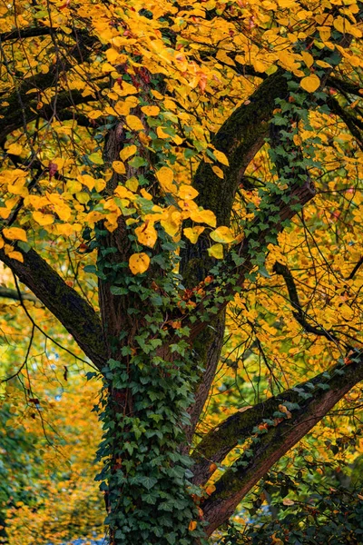 Sonbahar ağaçları, canlı renkler, sonbahar mevsimi..