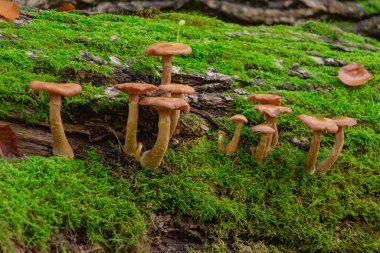 Vahşi kahverengi mantarlar ormanda, yeşil çimlerin üzerinde yetişiyor.