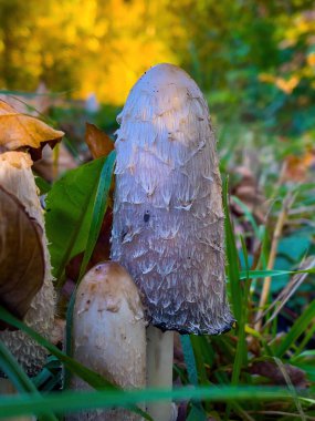 Sonbahar ağaçları, canlı renkler, sonbahar mevsimi..