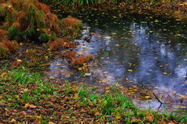 Sonbahar ağaçları, canlı renkler, sonbahar mevsimi..