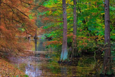 Sonbahar ağaçları, canlı renkler, sonbahar mevsimi..