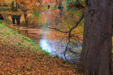 Sonbahar ağaçları, canlı renkler, sonbahar mevsimi..