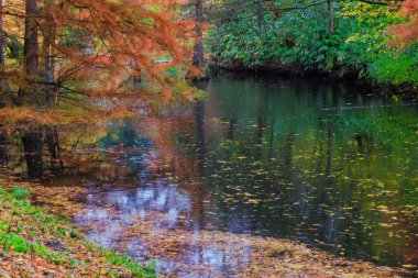 Sonbahar ağaçları, canlı renkler, sonbahar mevsimi..
