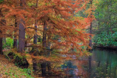 Sonbahar ağaçları, canlı renkler, sonbahar mevsimi..