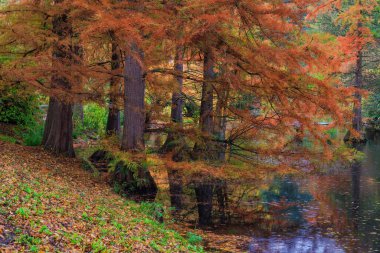 Sonbahar ağaçları, canlı renkler, sonbahar mevsimi..
