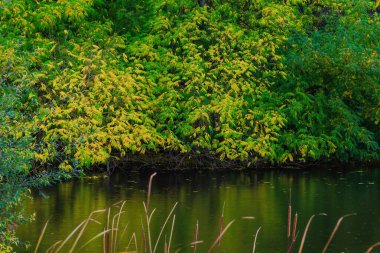 Sonbahar ağaçları, canlı renkler, sonbahar mevsimi..
