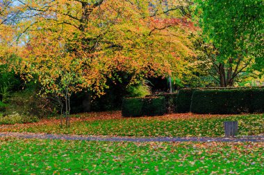 Sonbahar ağaçları, canlı renkler, sonbahar mevsimi..