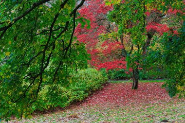 Sonbahar ağaçları, canlı renkler, sonbahar mevsimi..