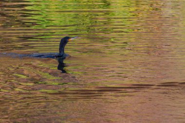 Doğal ortamda çift tepeli karabatak avcılığı