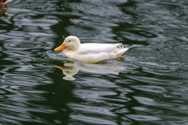 su birikintisi içinde yüzmeye yaban ördeği