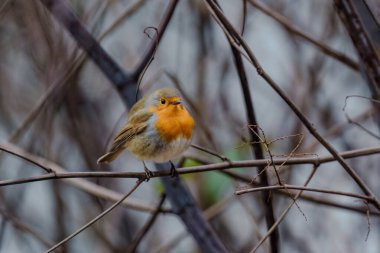 Close-up of robin bird perching on branch on tree at park
