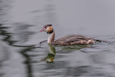Great crested grebe in its natural habitat swimming in lake. water birds.