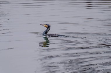 Great crested grebe in its natural habitat swimming in lake. water birds.