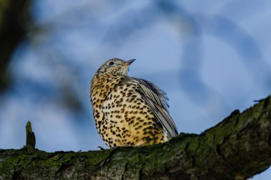 Mistle Thrush, Turdus viscivorus, dalda oturuyor.