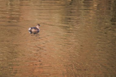 Great crested grebe in its natural habitat swimming in lake. water birds.