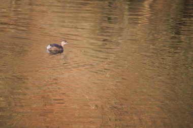Great crested grebe in its natural habitat swimming in lake. water birds.