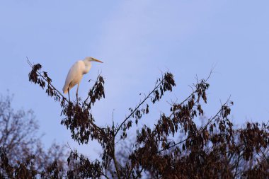 Doğu Akbalıkçıl, Ardea cinsinde beyaz balıkçıl, gölde balık tutuyor.