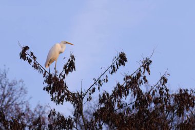 Doğu Akbalıkçıl, Ardea cinsinde beyaz balıkçıl, gölde balık tutuyor.