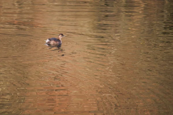 Great crested grebe in its natural habitat swimming in lake. water birds.