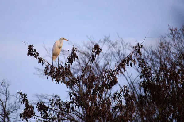 Doğu Akbalıkçıl, Ardea cinsinde beyaz balıkçıl, gölde balık tutuyor.