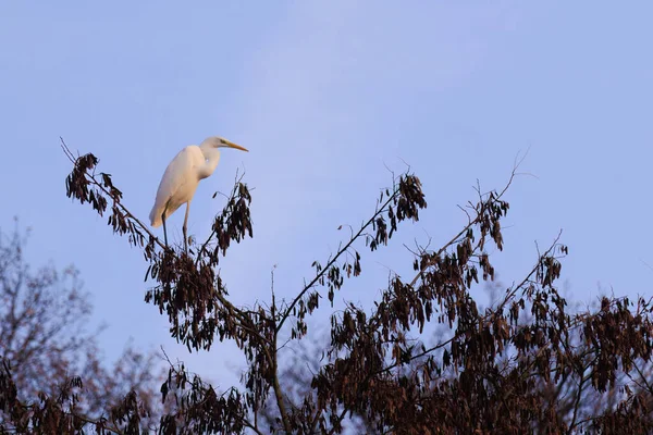 Doğu Akbalıkçıl, Ardea cinsinde beyaz balıkçıl, gölde balık tutuyor.
