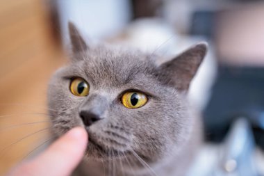 grey british short hair cat portrait in playful mood
