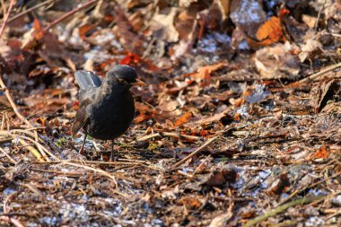 Kara kuş doğada yere tünedi.