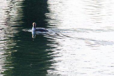 Great crested grebe in its natural habitat swimming in lake. water birds.